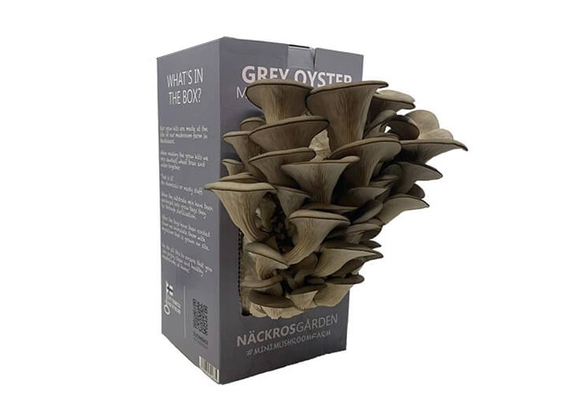 Mushroom Kit Boxes